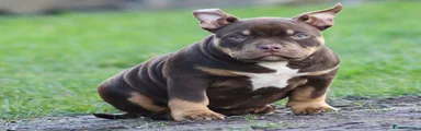 American Bully Puppy 4
