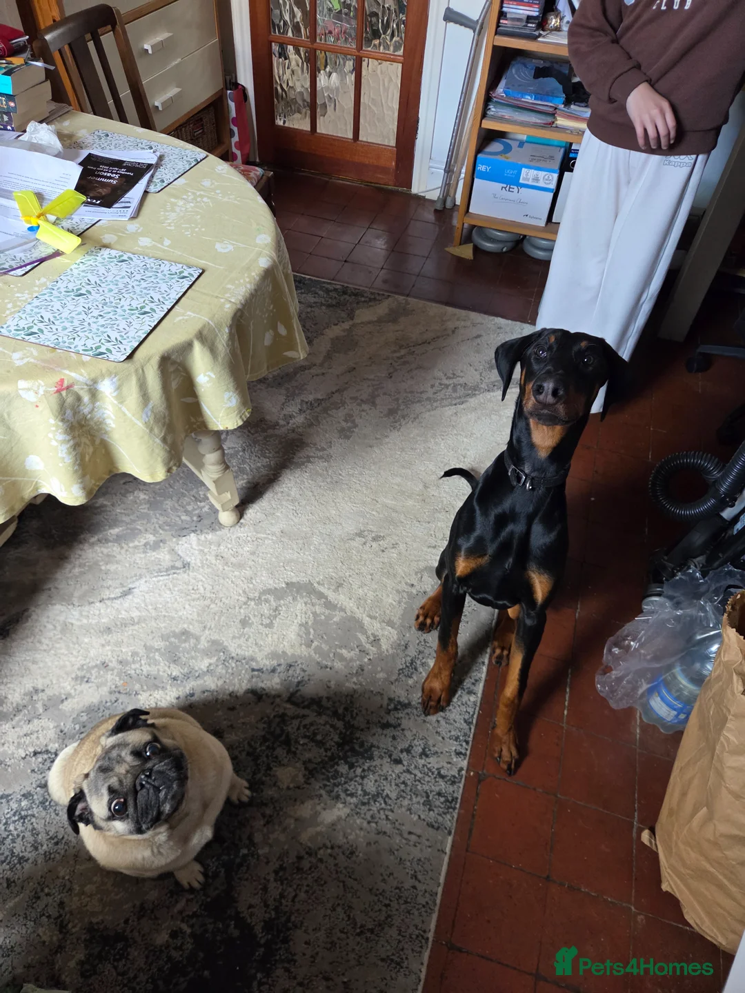 Dobermann dogs for sale: 7 month old Dobermann in Leek - Advert 2