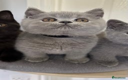 British Shorthair cats for sale: Gccf registered pedigrees kittens - Image 14