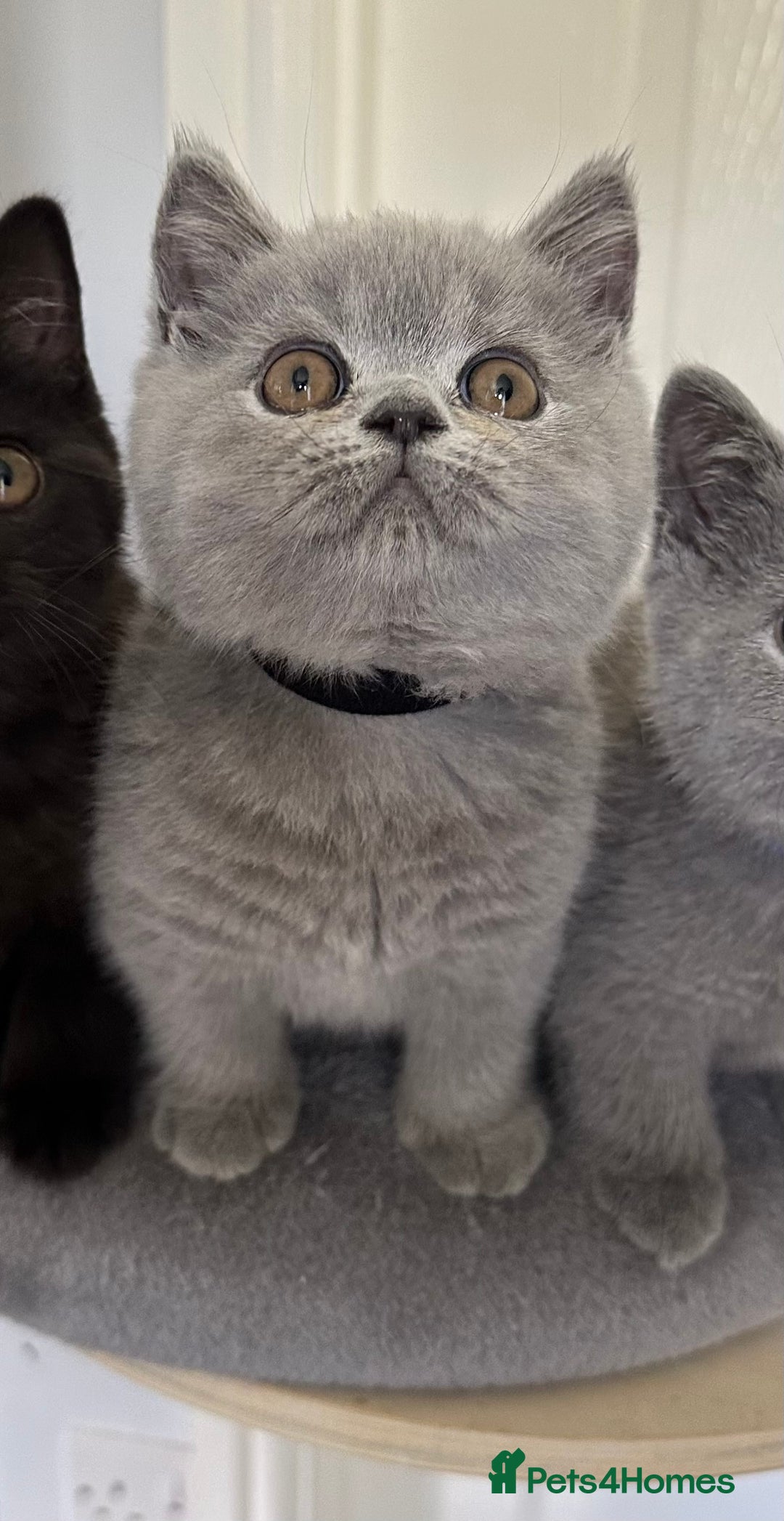 British Shorthair cats for sale: Gccf registered pedigrees kittens - Image 14