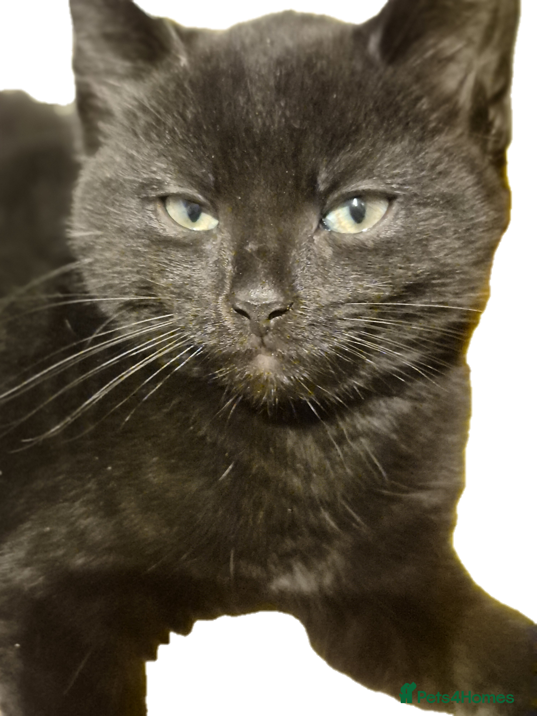 Mixed Breed cats for sale: Lovely kittens - Image 2