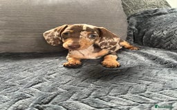 Miniature Dachshund dogs for sale: READY NOW - short haired miniature dachshunds  - Image 20