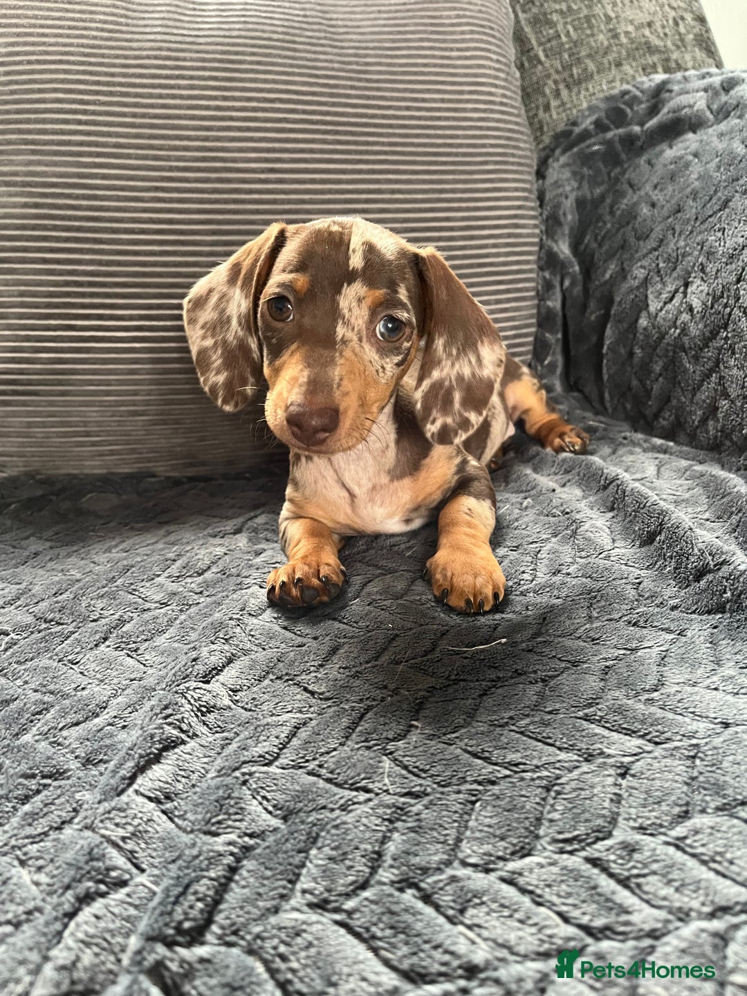 Miniature Dachshund dogs for sale: READY NOW - short haired miniature dachshunds  - Image 20