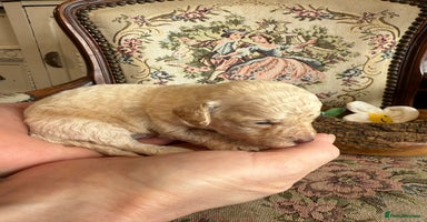 Shihpoo dogs - Advert 12