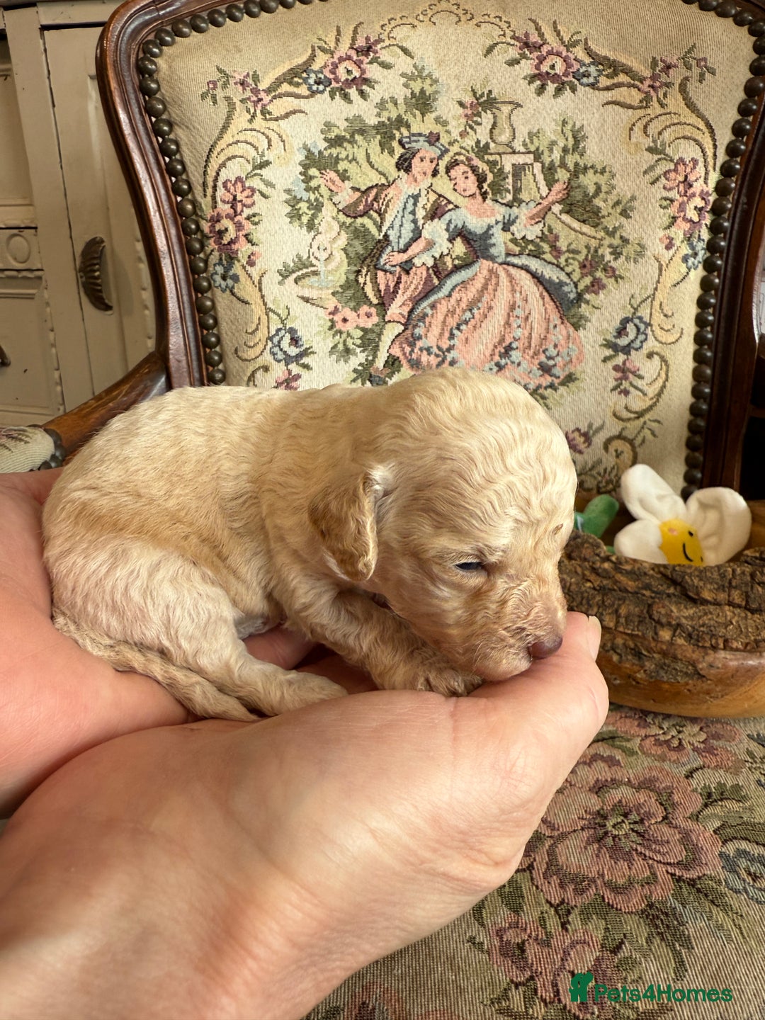 Shihpoo dogs for sale: ✨ Beautiful Shihpoo Puppies ✨  - Image 13