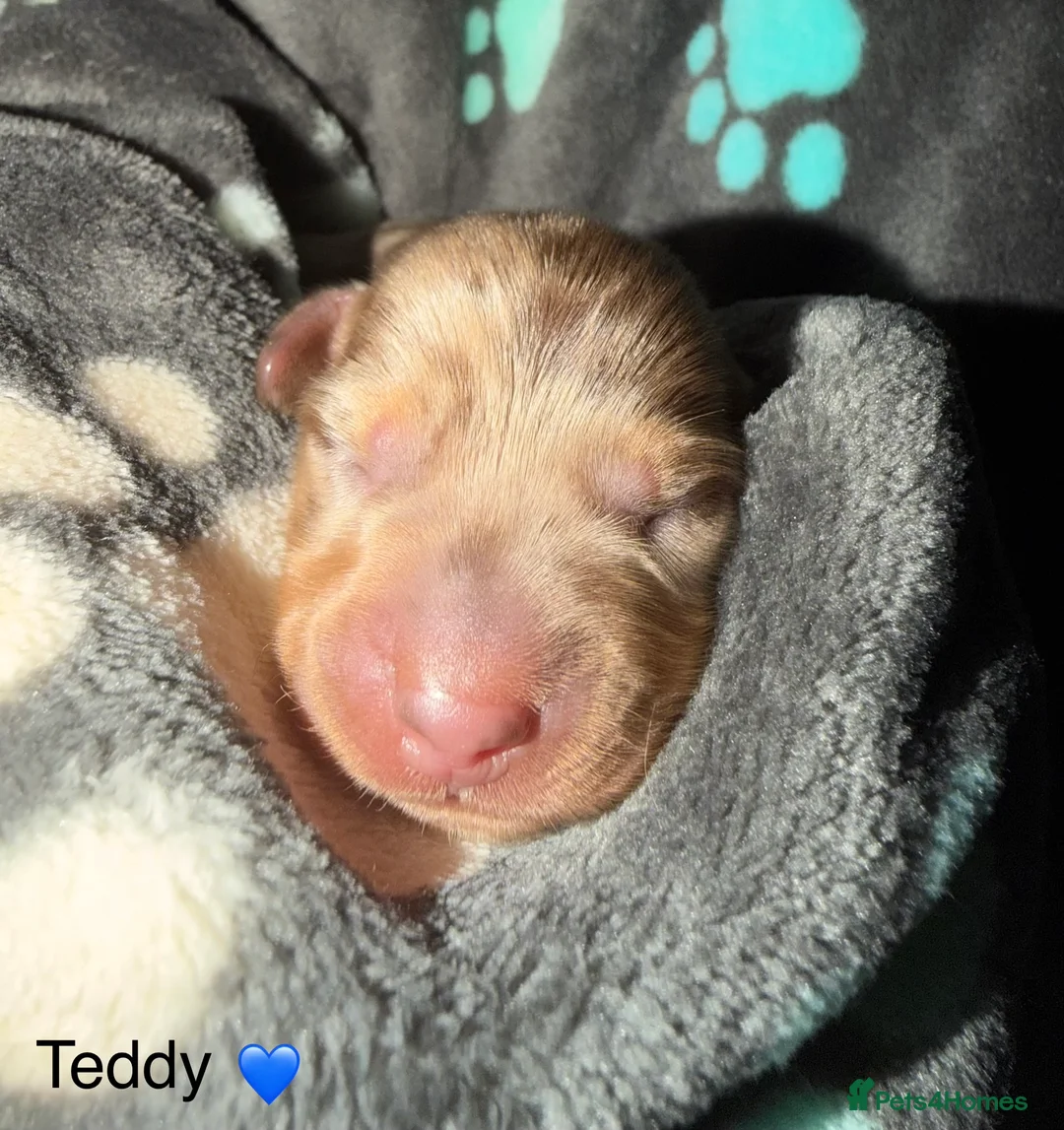 Miniature Dachshund dogs for sale: Miniature dachshund pups - Advert 4