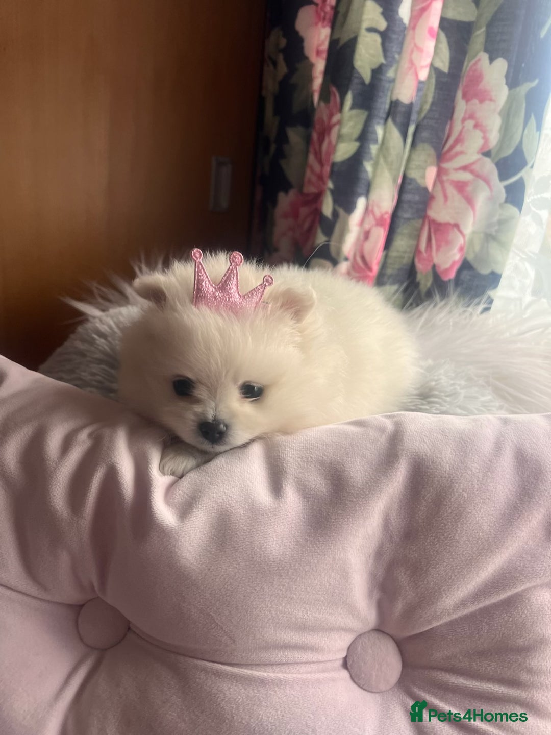 Pomeranian dogs for sale: Beautiful ** Pomeranian puppies  - Advert 15