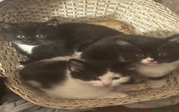 Mixed Breed cats for sale: Adorable Kittens, super cute!  - Image 3