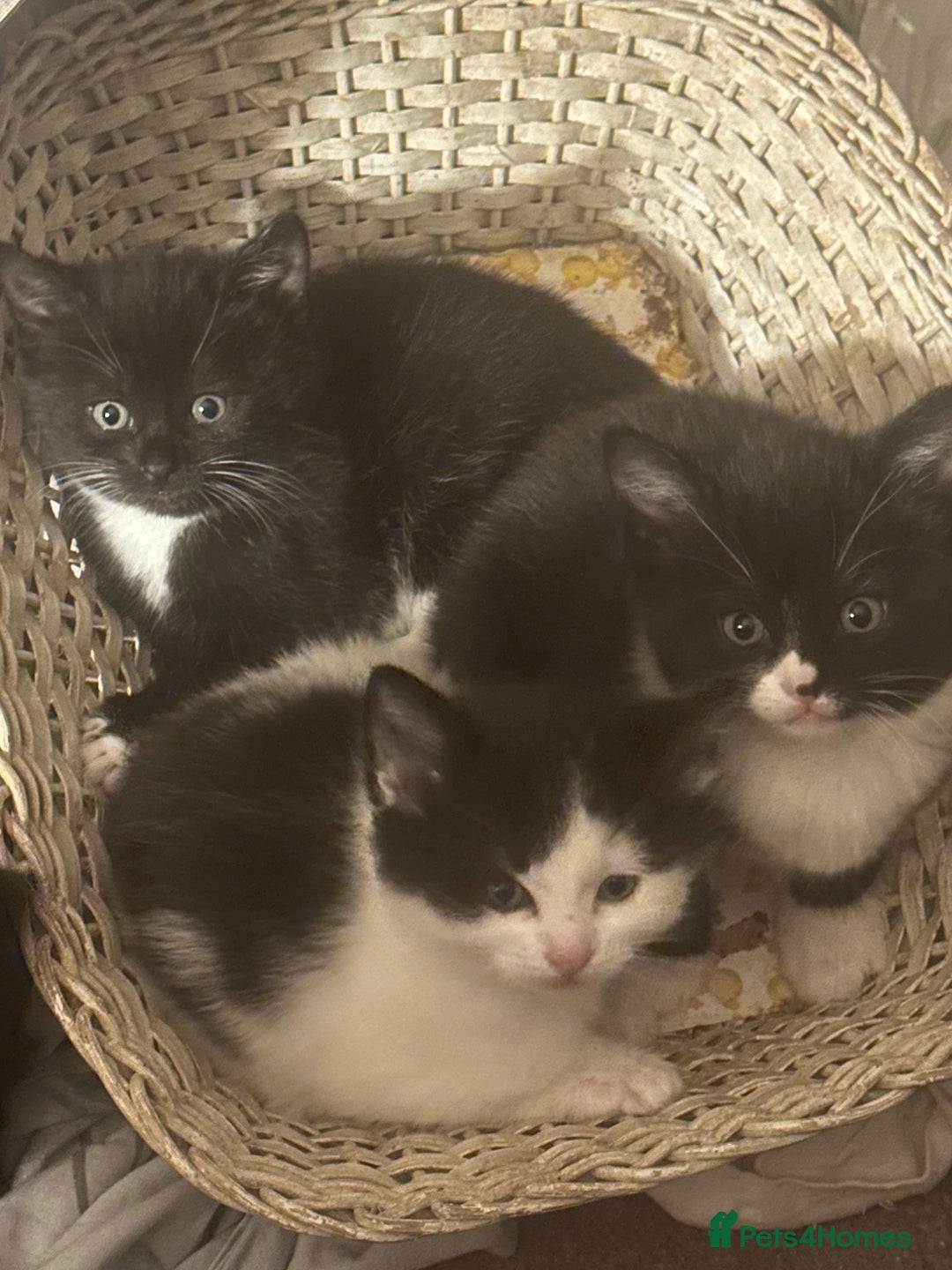 Mixed Breed cats for sale: Adorable Kittens, super cute!  - Image 3