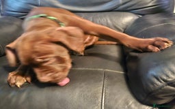Mastiff dogs for sale: Mastiff Hybrids  - Image 17