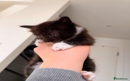 Domestic Shorthair cats for sale: Domestic Shorthair kittens  - Image 7