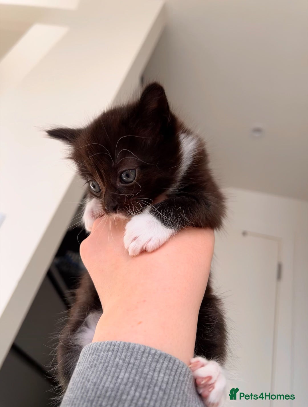 Domestic Shorthair cats for sale: Domestic Shorthair kittens  - Image 7