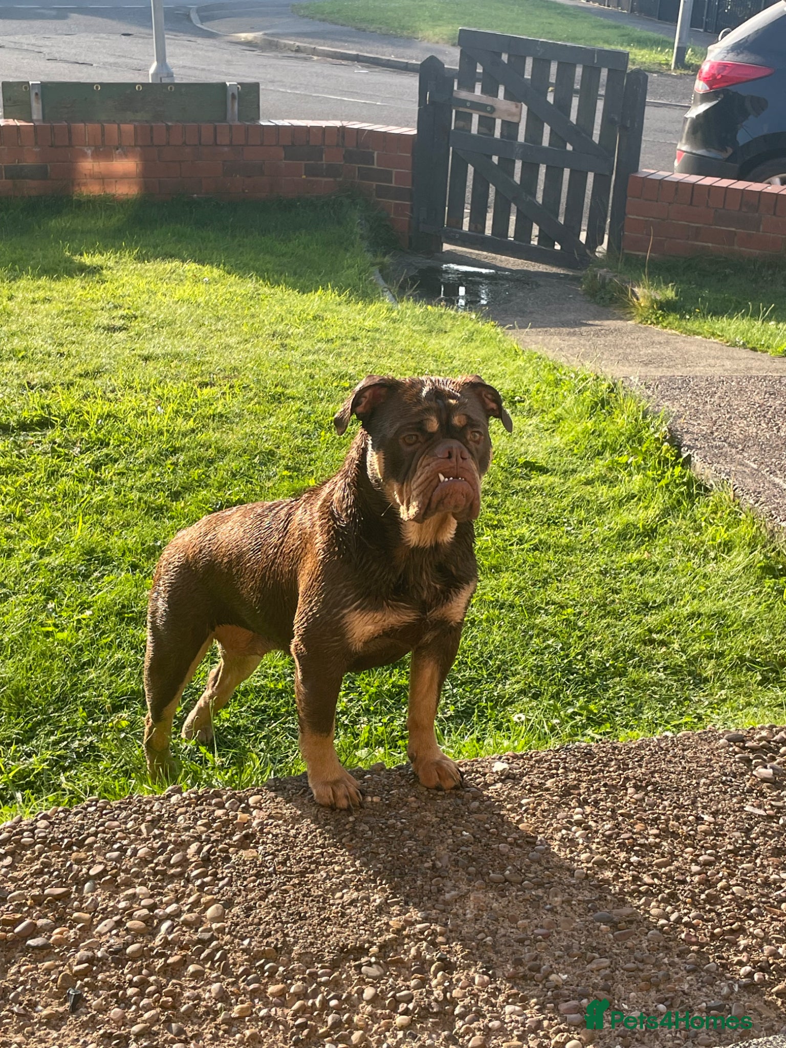 Olde English Bulldogge dogs 4 beautiful pups ready now  - Advert 3