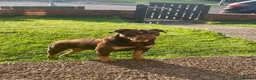 Olde English Bulldogge dogs for sale: 4 beautiful pups ready now  - Advert 1