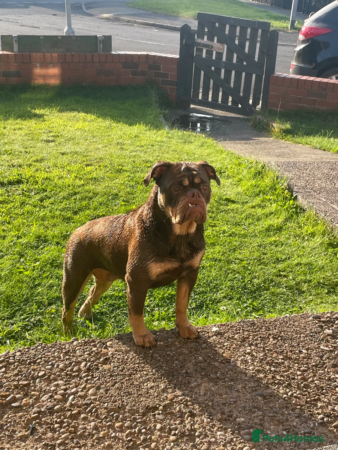Olde English Bulldogge dogs for sale: 4 beautiful pups ready now  - Advert 1