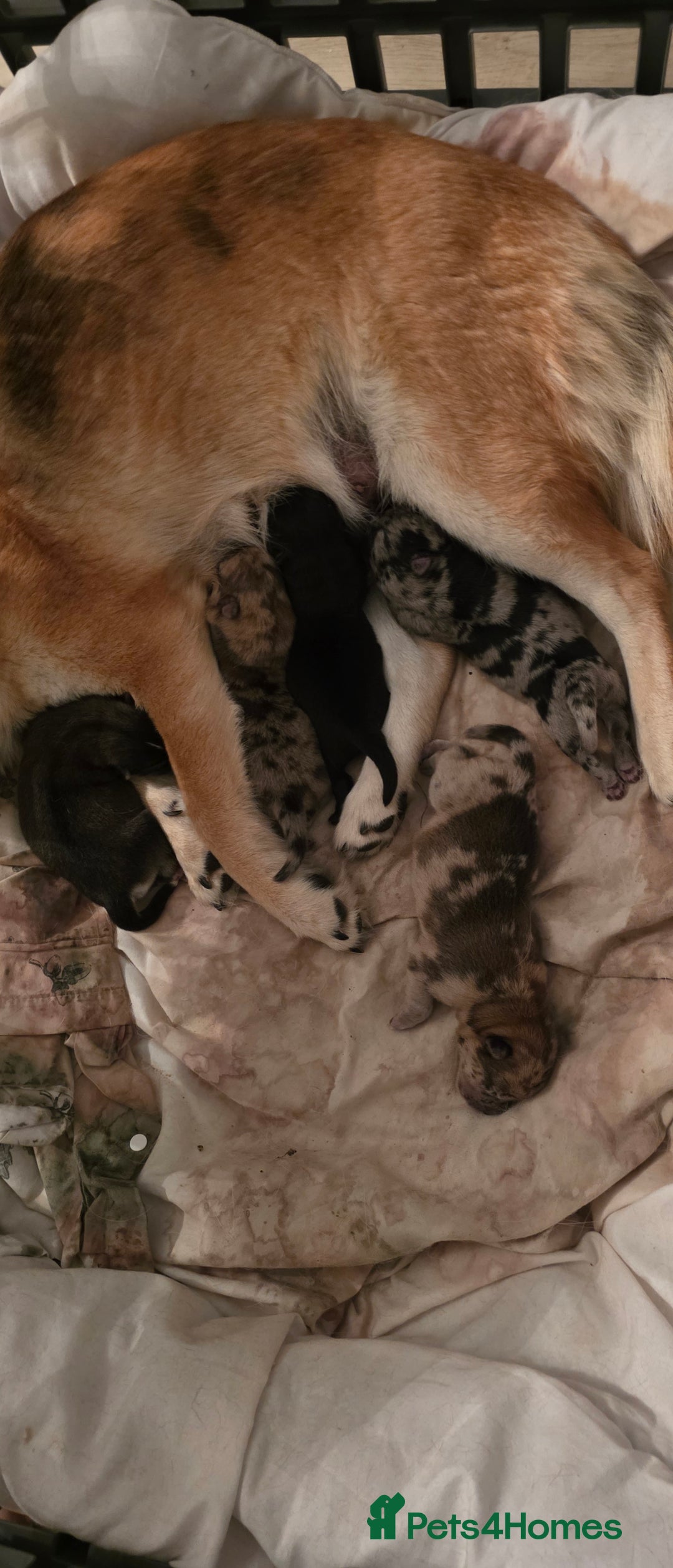 Mixed Breed dogs for sale: Adorable Merle Chowski's for sale  - Advert 11