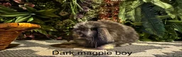 Mini Lop rabbits for sale: ⭐️pure bred mini lops ready to reserve⭐️ - Advert 8