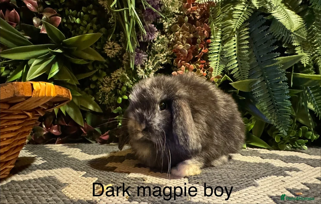 Mini Lop rabbits for sale: ⭐️pure bred mini lops ready to reserve⭐️ - Advert 8