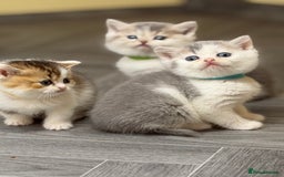 British Shorthair cats for sale: BSH tri- colour golden/blue/white kittens TICA - Image 13