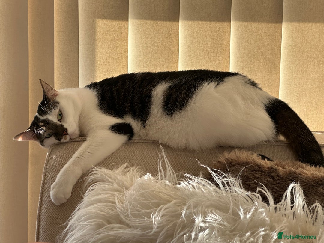 Domestic Shorthair cats for sale: Nala (5) & Kiara (1) - Advert 10