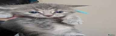 Maine Coon Kitten 1