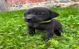 Labrador Retriever dogs for sale: Outstanding KC Registered Labrador Puppies - Image 13