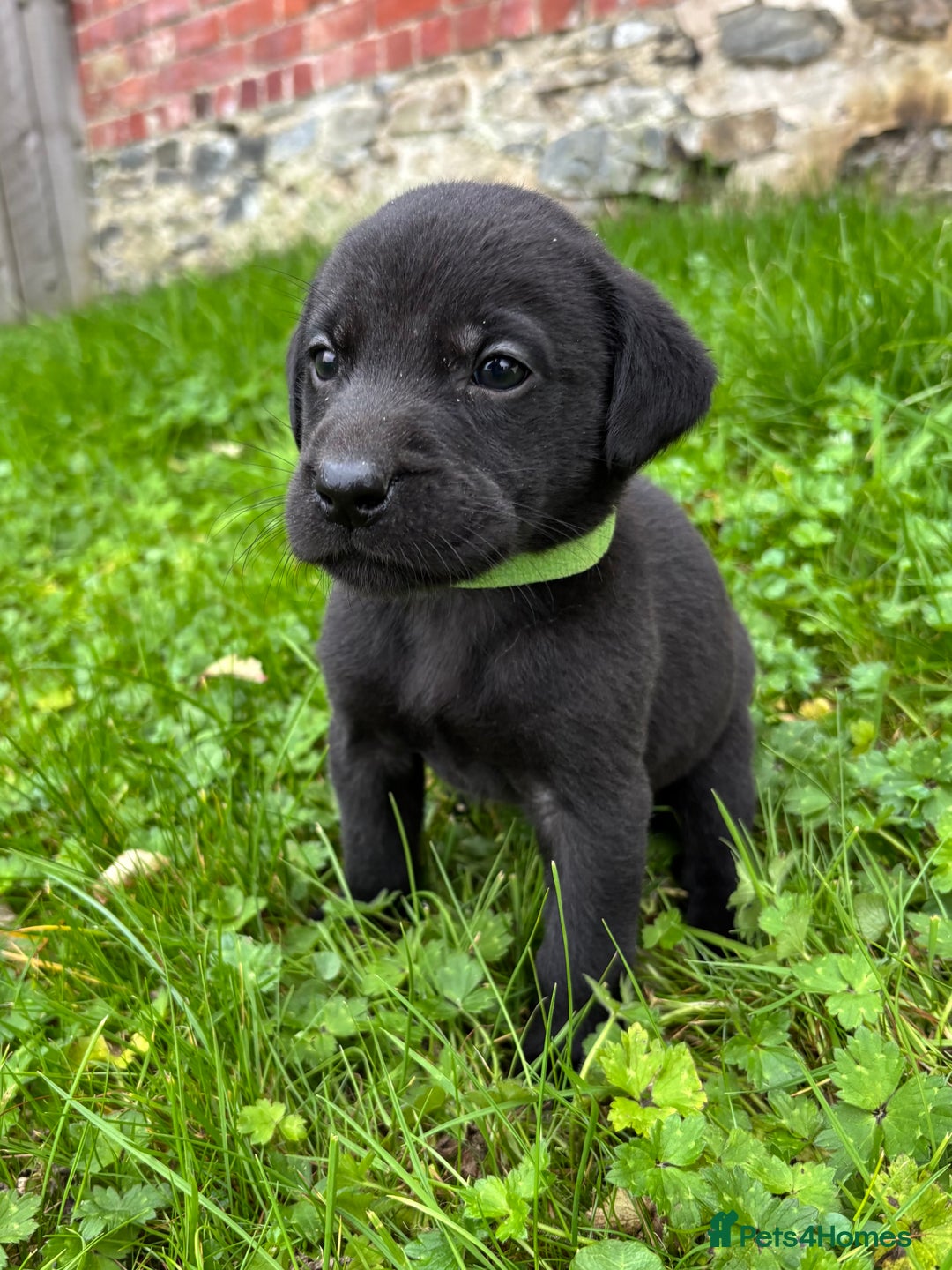 Labrador Retriever dogs for sale: Outstanding KC Registered Labrador Puppies - Image 13