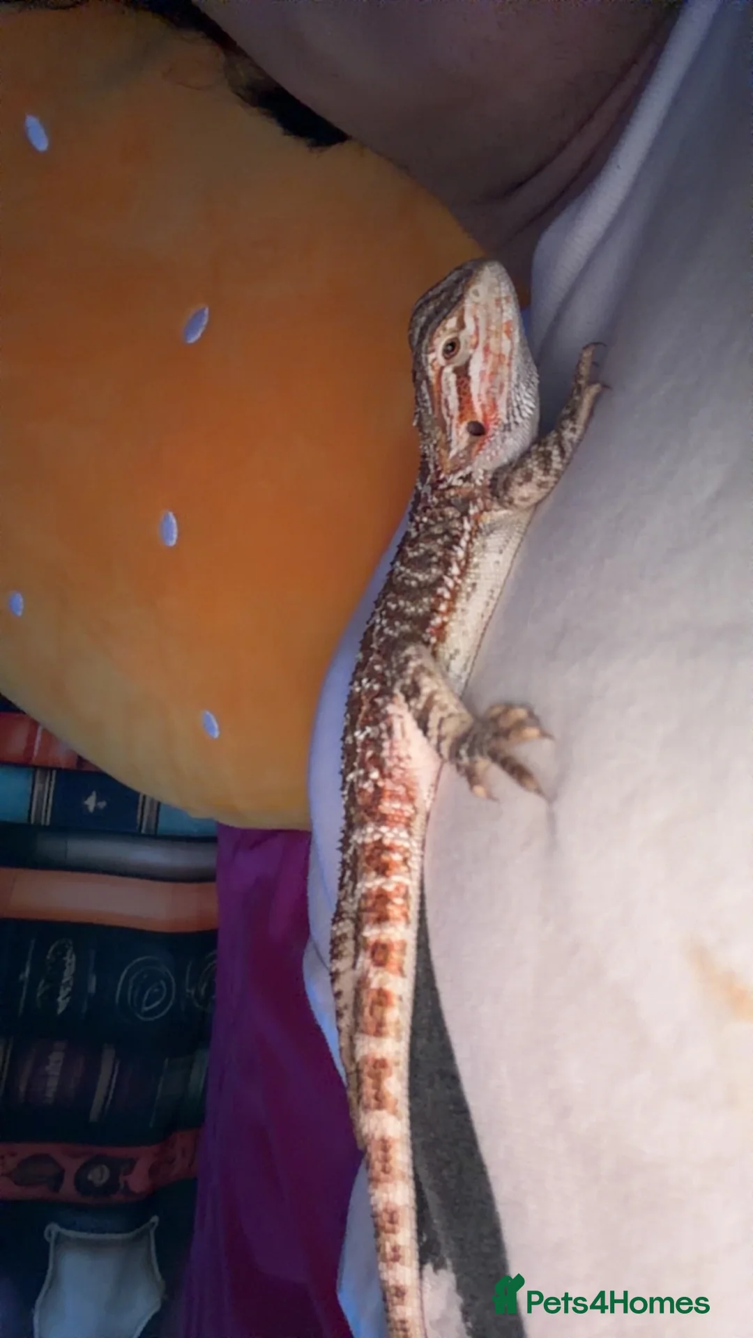 Bearded Dragon reptiles for sale: Bearded dragon! in Peterborough - Advert 1