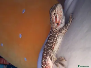 Bearded Dragon reptiles Bearded dragon! in Peterborough - Advert 3