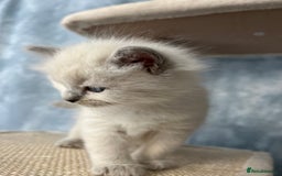 Ragdoll cats for sale: Unique patterned fluffy Ragdoll kittens - Image 22