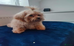 Maltipoo dogs for sale: Maltipoo puppys looking for loving home - Image 2