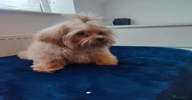 Maltipoo dogs - Advert 1