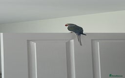 Ringnecks birds for sale: INDIAN RINGNECK MALE  - Image 5