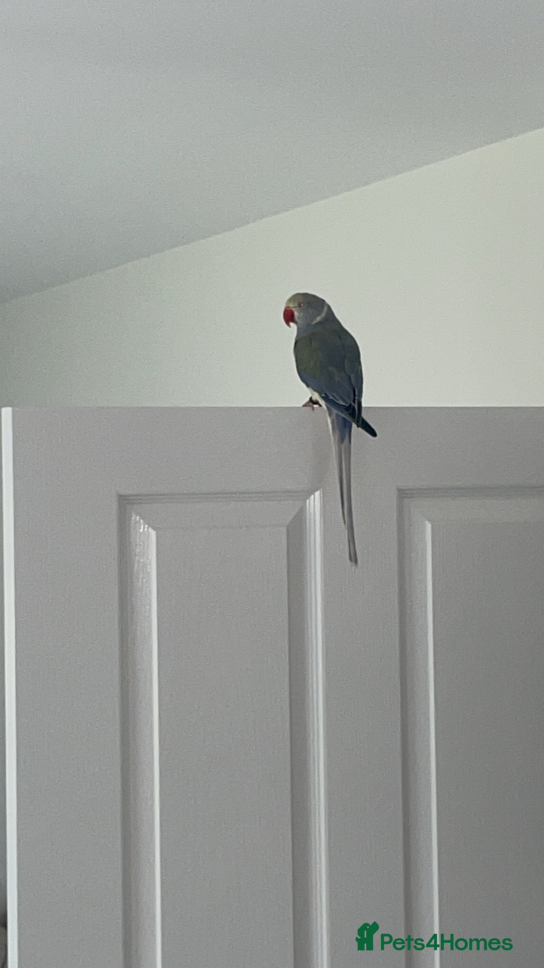 Ringnecks birds for sale: INDIAN RINGNECK MALE  - Image 5