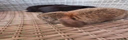 Mini Lop rabbits for sale: Mini Lops - Advert 7