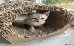 Bengal cats for sale: Beautiful Bengal Kittens Tica Registered 🌈🐾 - Image 5