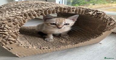 Bengal cats - Advert 11