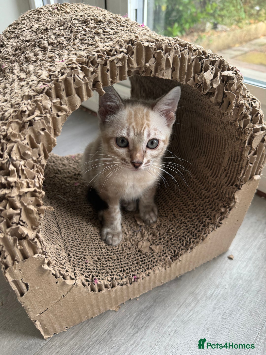 Bengal cats for sale: Beautiful Bengal Kittens Tica Registered 🌈🐾 - Image 5