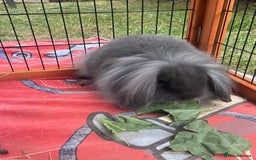 Mini Lion Lop rabbits for sale: Beautiful Grey Mini Lion Lop Baby - Image 7