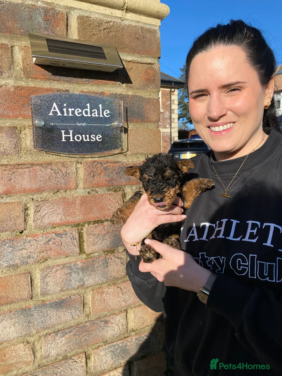 Airedale Terrier dogs for sale: Pure breed Airedale Terriers for sale - Advert 21