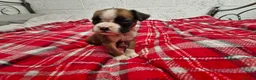 Boxer dogs for sale: Beautiful boxer puppies - Advert 3