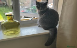 British Shorthair cats for sale: British Shorthair ( Lilac ) - Advert 3