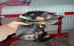 German Shepherd dogs for sale: German shepard  pups  - Image 2