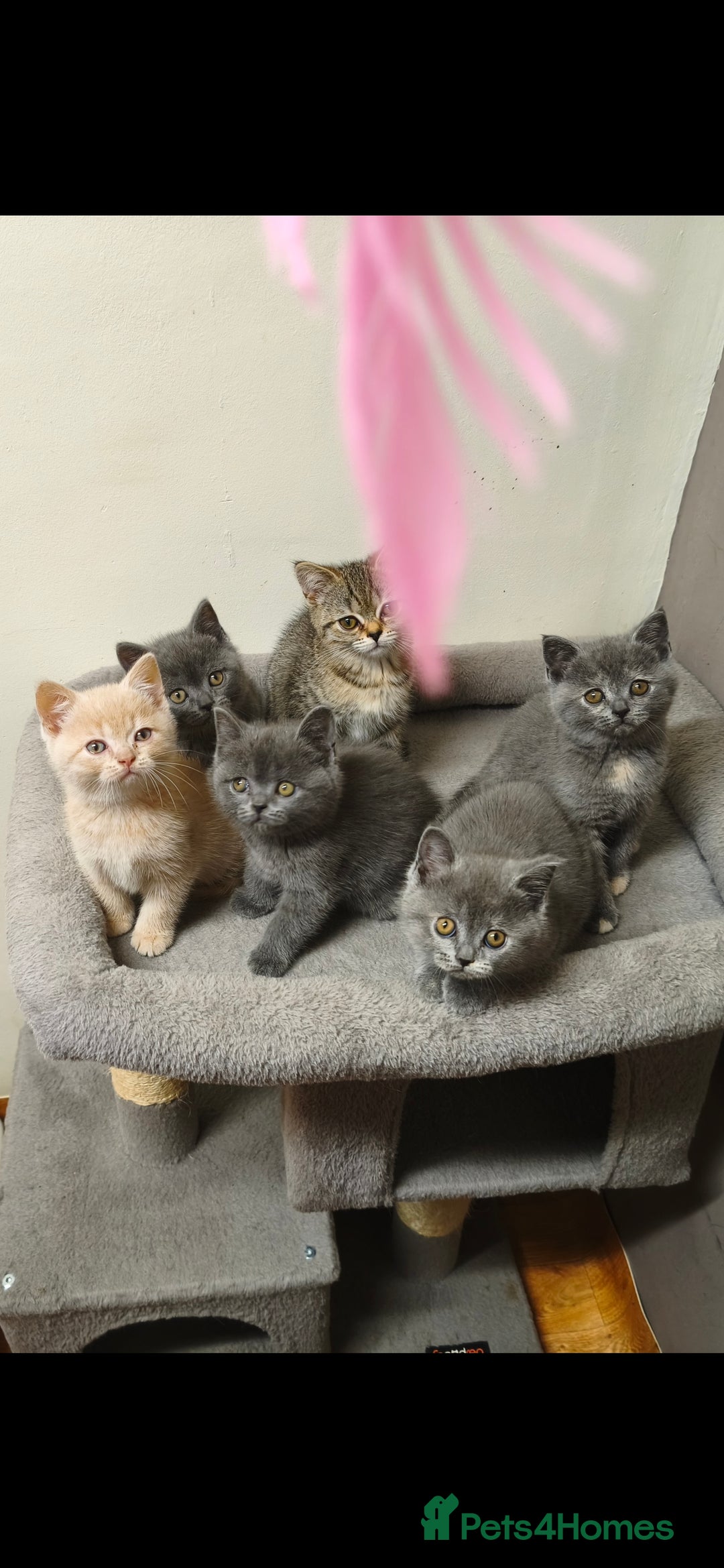 British Shorthair cats for sale: British Shorthair Kittens Imported Parents  - Advert 28