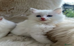 Ragdoll cats for sale: GCCF & TBRCC registered lilac Ragdoll kittens - Image 5