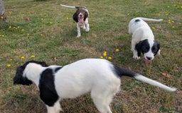 English Springer Spaniel dogs for sale: Springer spaniel pups ready now  - Image 1