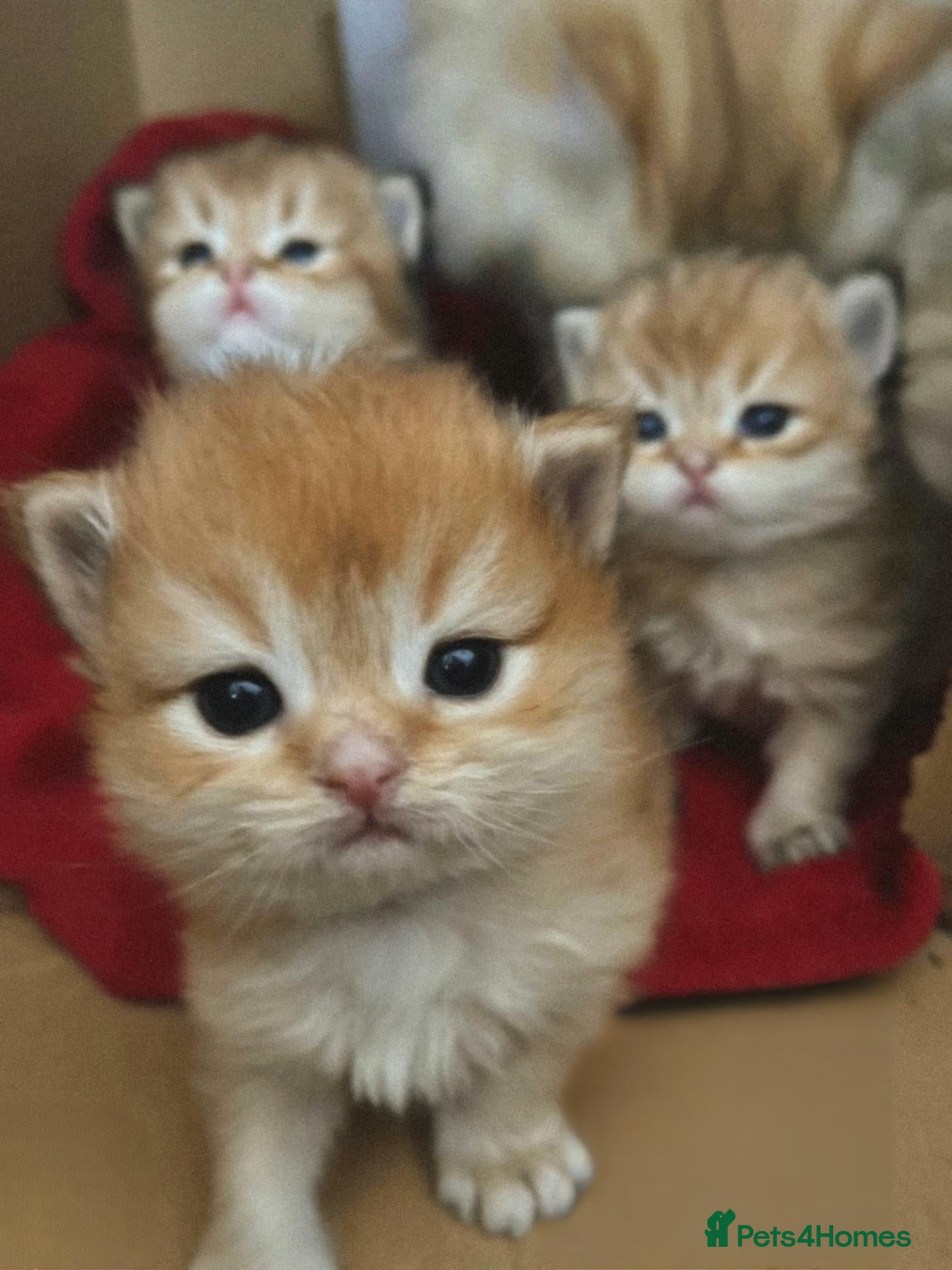 British Longhair cats British angels 😇🐾 - Advert 12