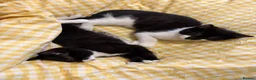 Mixed Breed cats for sale: cute black and white kittens - Advert 4