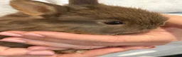 Netherland Dwarf rabbits for sale: Baby Netherland dwarf rabbits  - Advert 9