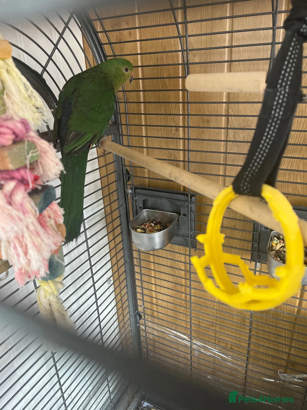 Parrots birds for sale: 8month old king parrot  in Bilston - Advert 3